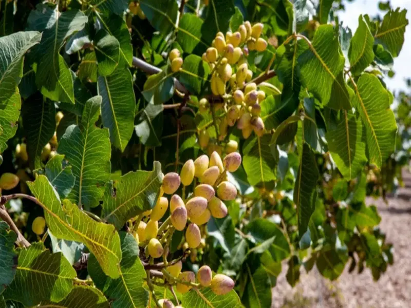From Almonds to Pistachios: Ever Wondered How These Nuts Grow on Trees?