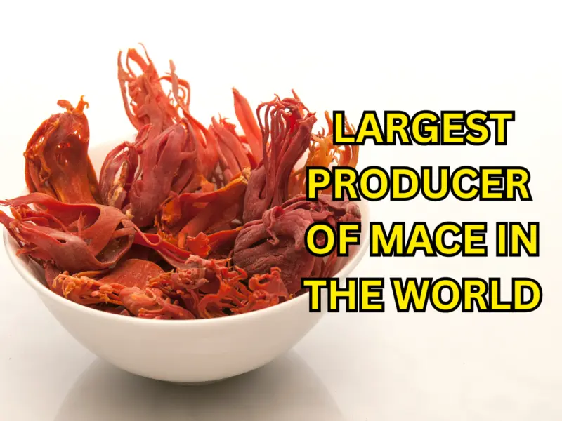 Which Country is Known For Largest Producer of Mace (Javitri) in the World? Here's the Answer