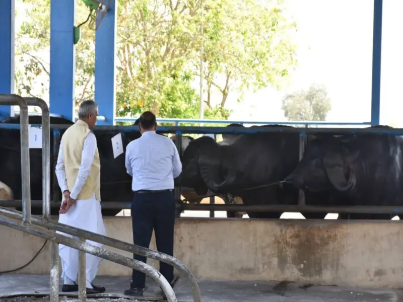 Gujarat farmers secure 91% female calf births using sexed semen technology