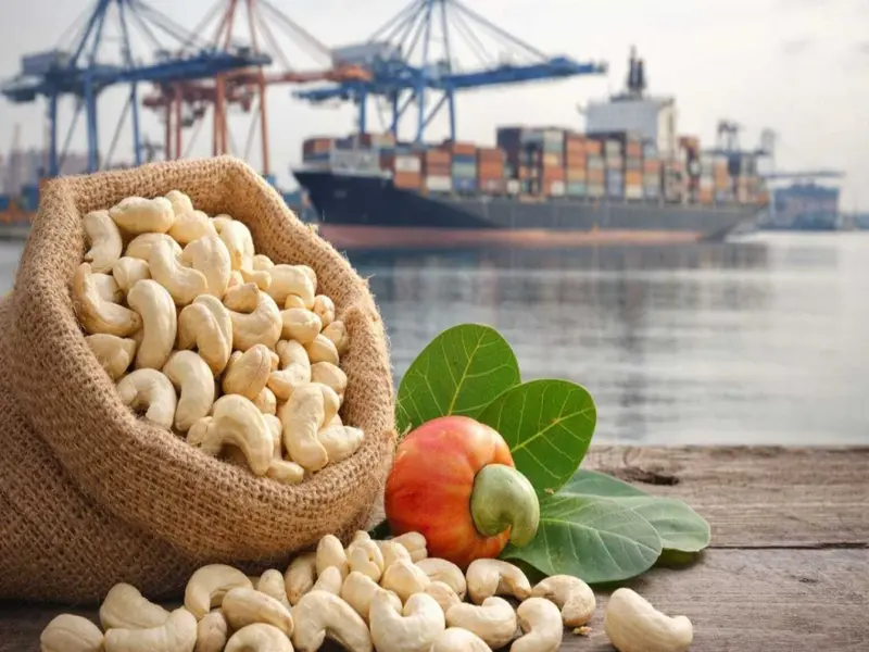Vietnam Leads Global Cashew Production; India and African Nations Follow