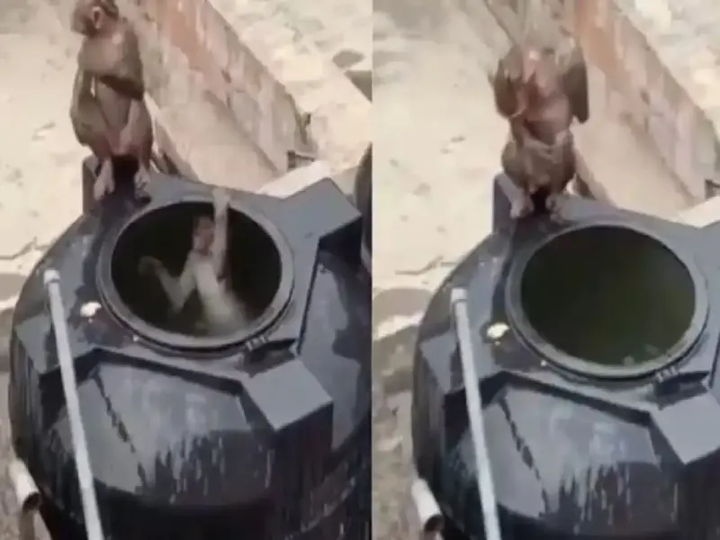 Viral Video: Monkeys' unique trick in the scorching heat, jumping into a water tank for fun, video goes viral