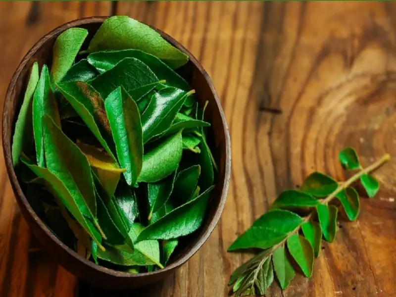 India Leads as the World's Largest Producer of Curry Leaves