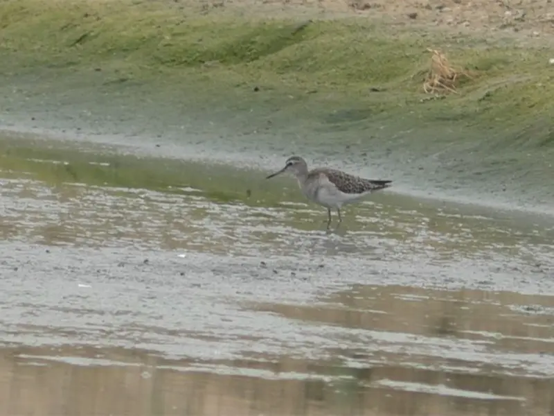 Tamil Nadu: Rare Little Stint arrive in Thoothukudi, Environmentalists flag habitat loss of migratory birds