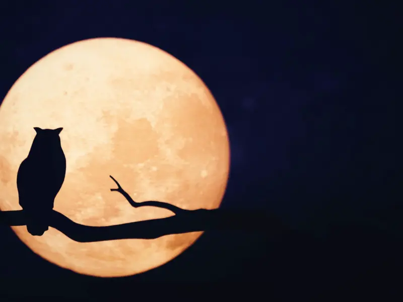 Full Moon April 2026 Peaks: When, Where And How To See The Pink Moon At Its Brightest This Spring