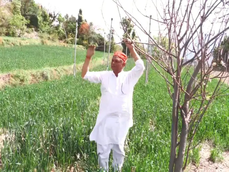 Farmer develops six kanals into high-density apple orchard in Jammu and Kashmir