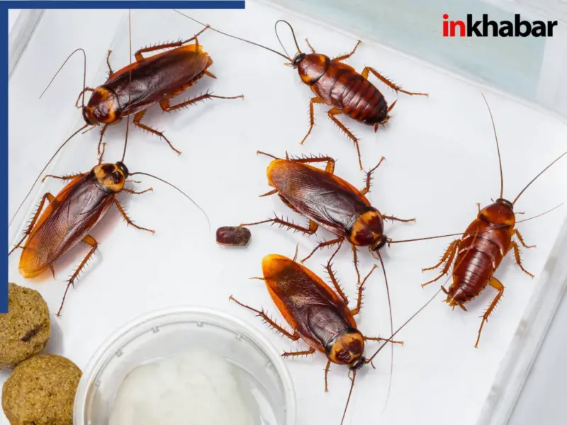 Cockroaches Types: घरों में आते हैं 8 तरह के कॉकरोच, आपके यहां कौन से तिलचट्टे? ऐसे कर सकते पहचान