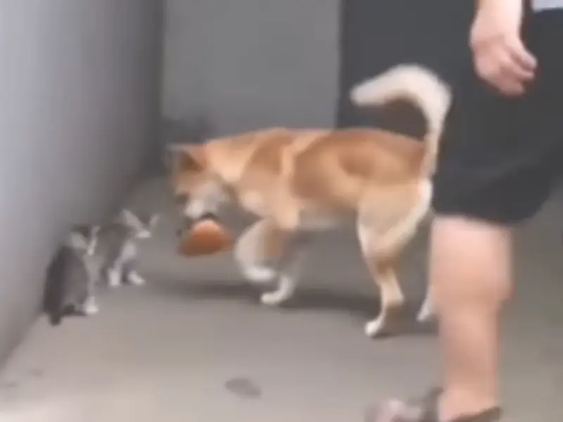 Viral Video: Dog 'Steals' Food To Feed Hungry Kittens In Paw-Dorable Moment, Wins Hearts
