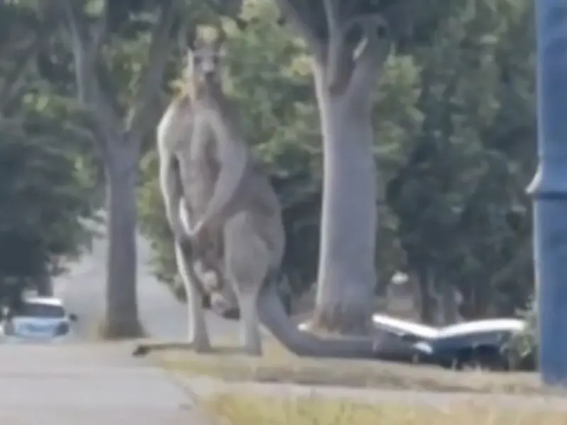 Viral video: Giant 9-foot-tall kangaroo spotted in Australia