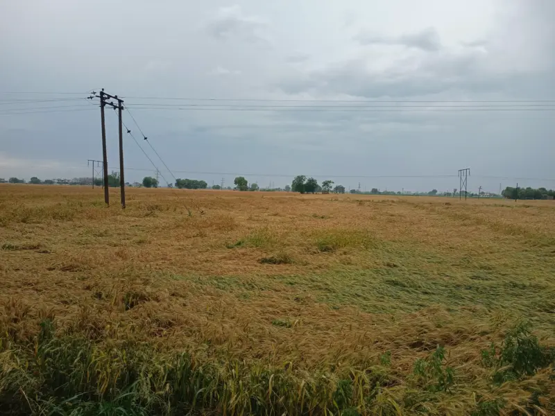 Unseasonal rains sow anxiety for farmers; likely to delay wheat harvest in Malwa belt