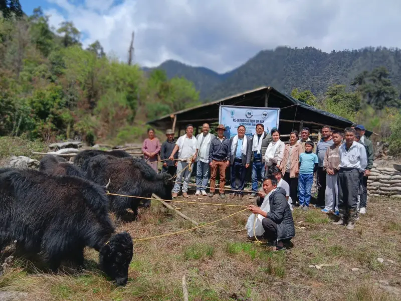Arunachal: Yaks return to Mechuka to boost livelihoods and preserves heritage