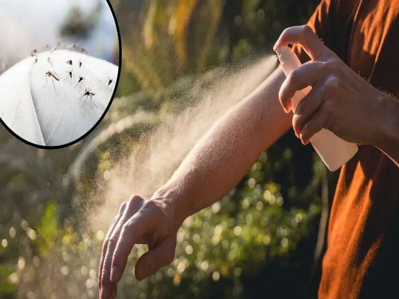 Tired of Mosquitoes at Home? Try These Simple Natural Repellents You Can Make Yourself