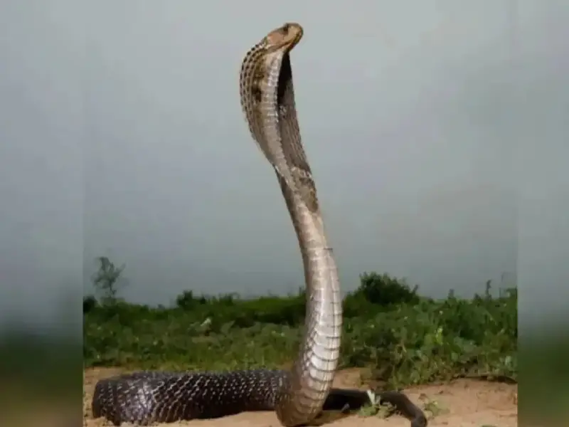 Vastu Shastra: If you see a snake in your house, be careful; you get these three big signs, your life will change