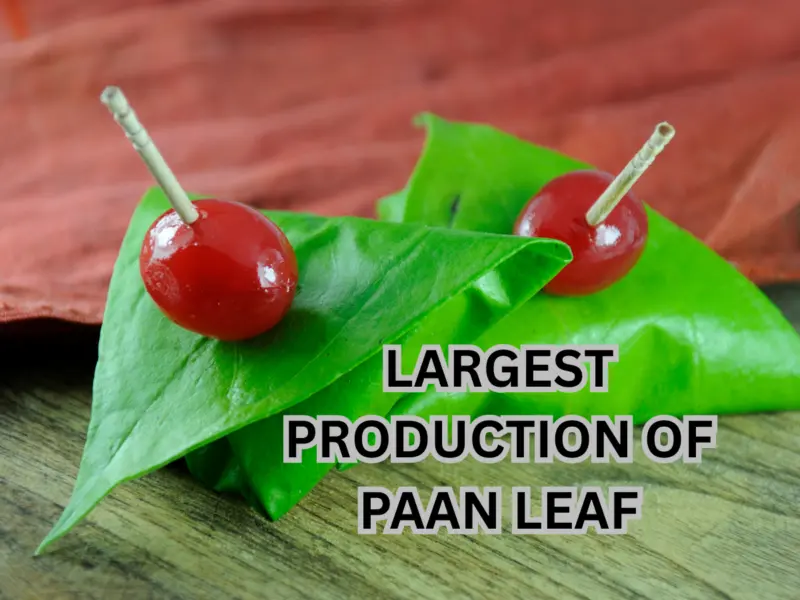Which Country Has Largest Production of Paan Leaf (Betel Leaf) in the world? Here's the Answer