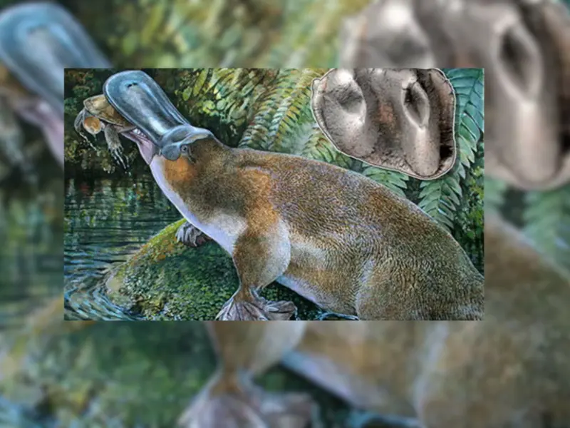 Scientists Discover 'Extremely Rare' Fossil of Platypus Teeth in Australia That Could Reveal More About Their Evolution
