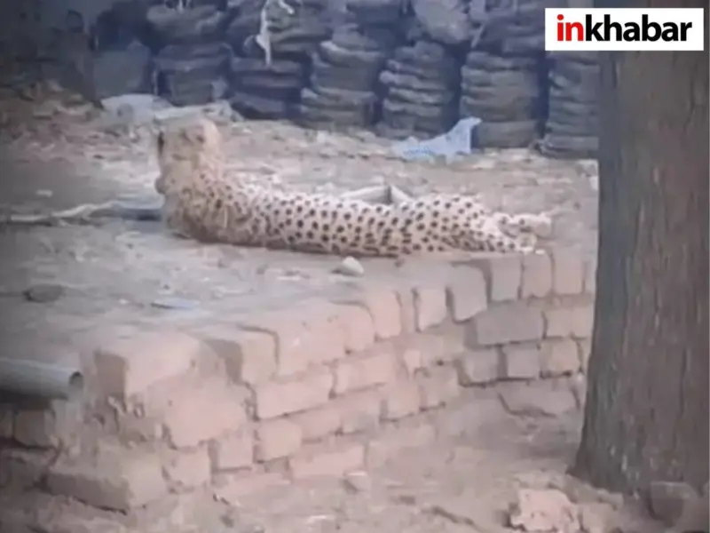 Rajgarh cheetah sighting: राजगढ़ के कालीपीठ में सड़क किनारे टहलता दिखा चीता, वन विभाग ने जारी किया अलर्ट