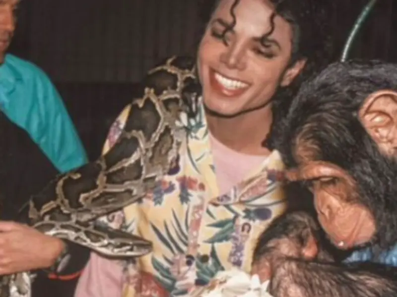 Is Michael Jackson's Bubbles The Chimp Still Alive In 2026? Inside His Surprising Life Today