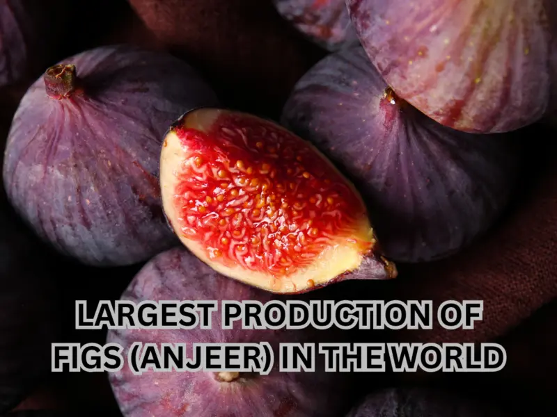 Which Country is Known for Largest Production of Figs (Anjeer) in the World? Here's the Answer