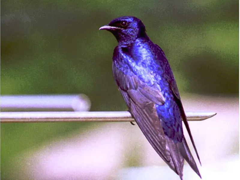 Top 5 Stunning Purple Color Birds in the World: From Purple Martin to Lucifer Hummingbird