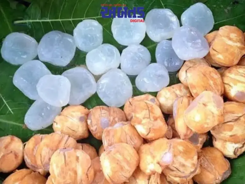 ઉનાળાની ગરમીમાં રાહત આપતું ' ફળ તાડફળી': જાણો તેના અદ્ભુત ફાયદાઓ