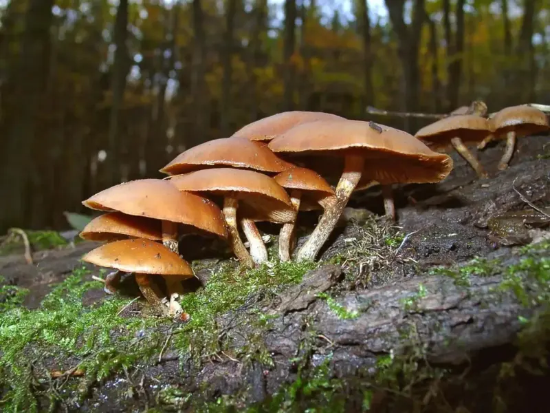 11 fall ill after consuming wild mushrooms in Assam's Sadiya