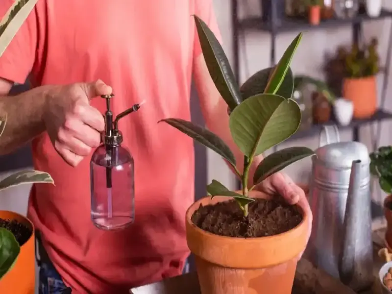 Astrology: Plant these 4 plants near the main gate of your house, your luck will change overnight