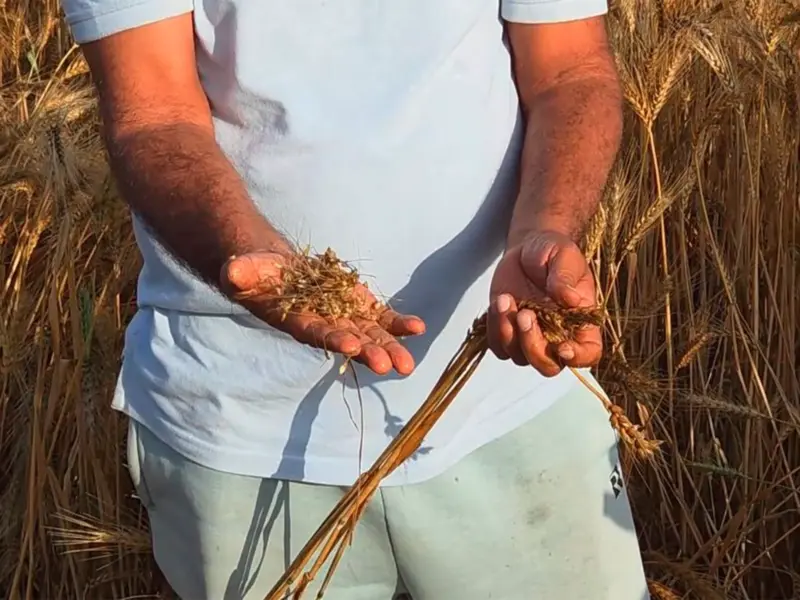 Haryana farmers demand compensation from govt after unseasonal rain damages crop