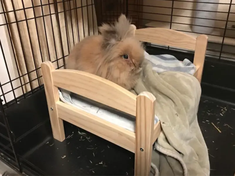 Who is Herbie? World's Oldest Living Rabbit Sets Guinness World Record After Living Over 15 Years, Far Beyond Normal Lifespan
