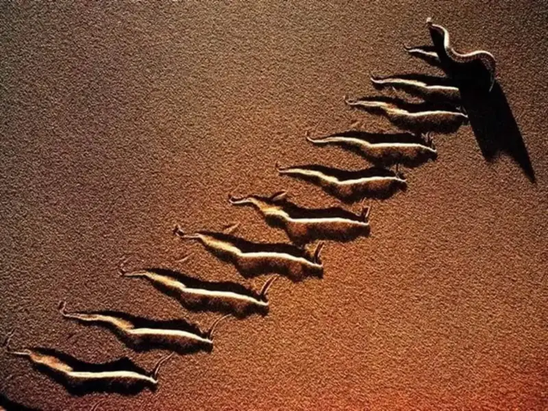 Beware of the Sidewinder: The Deadly Desert Snake