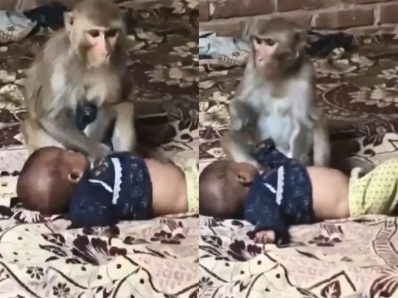 Watch: Monkey Enters Home In Muzaffarnagar, Cradles 3-Month-Old Baby And Turns Aggressive When Family Intervenes; Had Lost Its Own Infant Days Earlier
