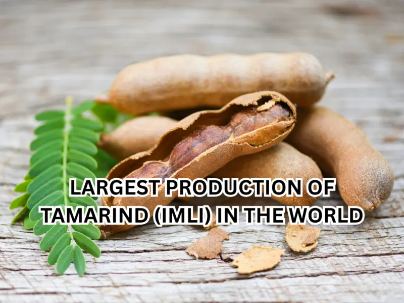 Which Country has Largest Production of Tamarind (Imli) in the World? Here's the Answer
