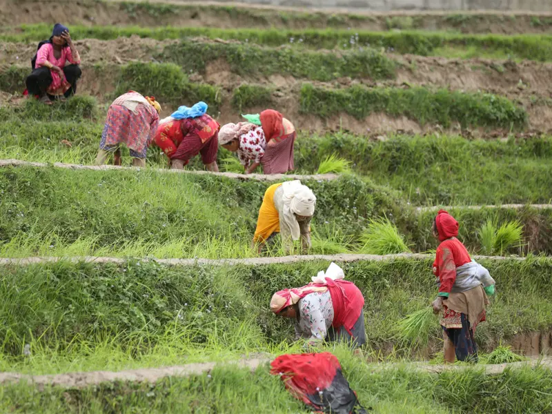 Splashing mud and singing, Nepal marks "Paddy Day" celebrating rice and rituals