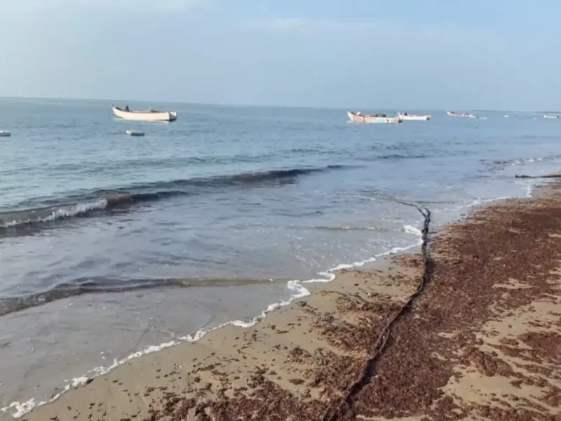 TN: Seaweed washes ashore in Thoothukudi, fishermen link phenomenon to climate change