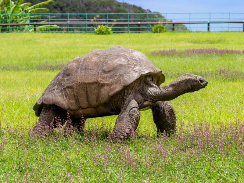 Is Jonathan Tortoise Dead or Alive? Truth Behind Viral Death Hoax of World's Oldest Living Land Animal at 193 - Fact Check
