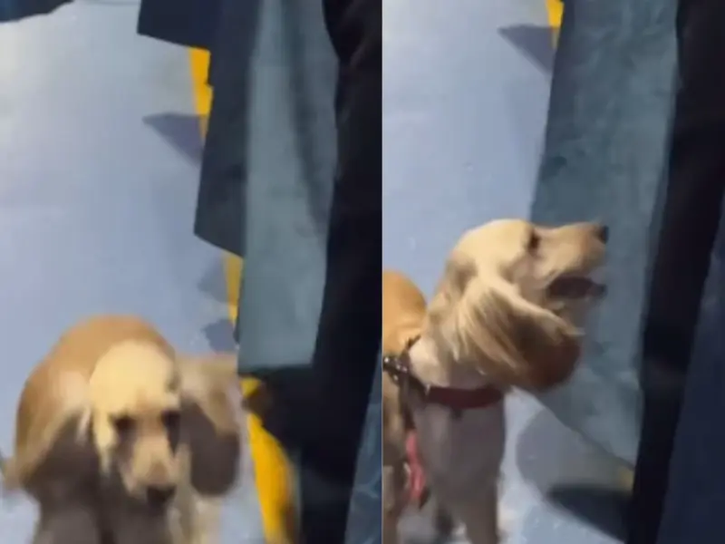 Pet Dog Drugged And Smuggled On Express Train By Couple; Viral Video Shows Distressed Animal After Waking Up, WATCH VIDEO
