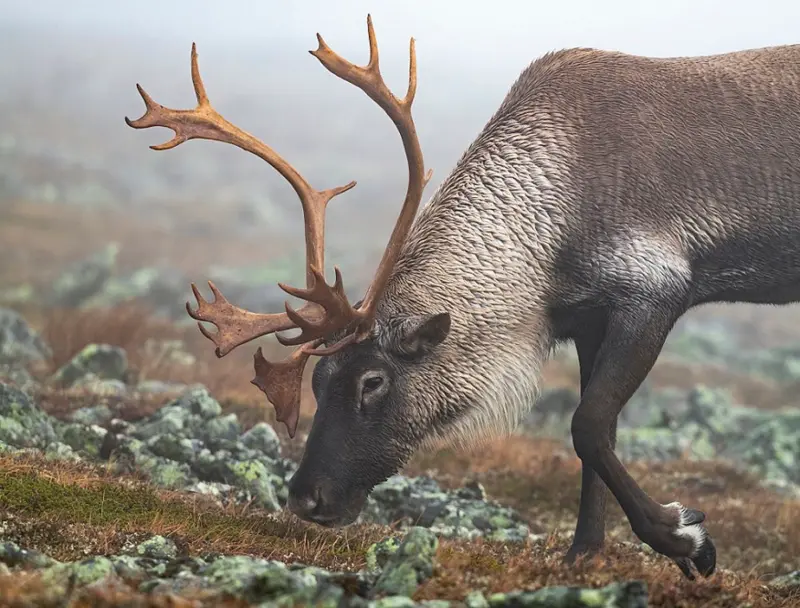 Caribou survival depends on lichen and snow: Study