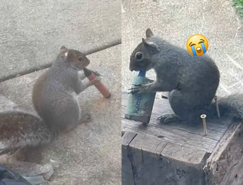 No, It's Not Cute! Squirrels "Vaping" Points To A Serious And Overlooked Human Problem