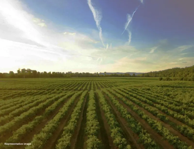 Expert Calls for Crop Diversification in Telangana, Seeks Base Price Support for Farmers