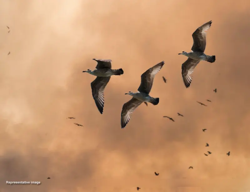 When War Hits the Skies: Will Telangana Lose Its Winter Birds?