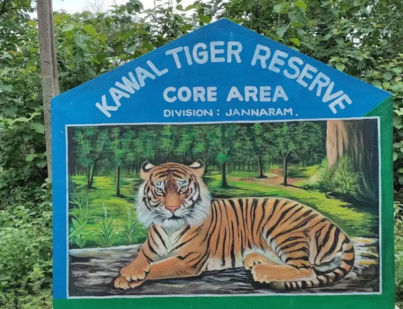 Kawal Tiger Corridors Shrink, Threatening Tiger Habitat