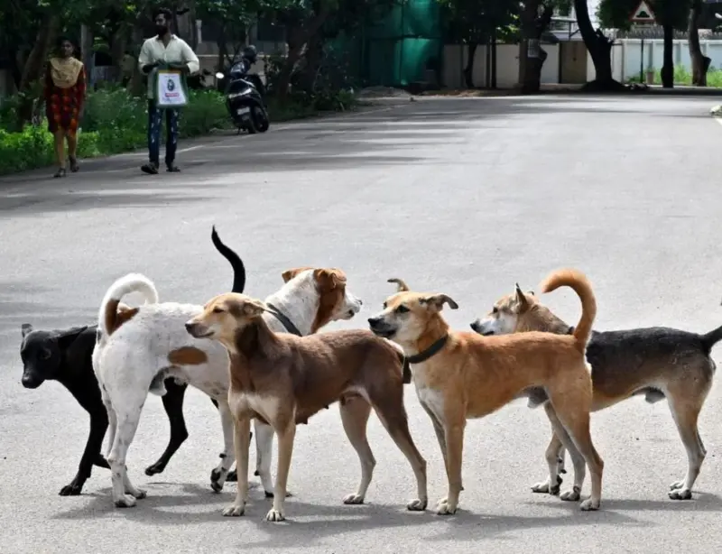Stray dog injures 36 in 12-km rampage near Hyderabad