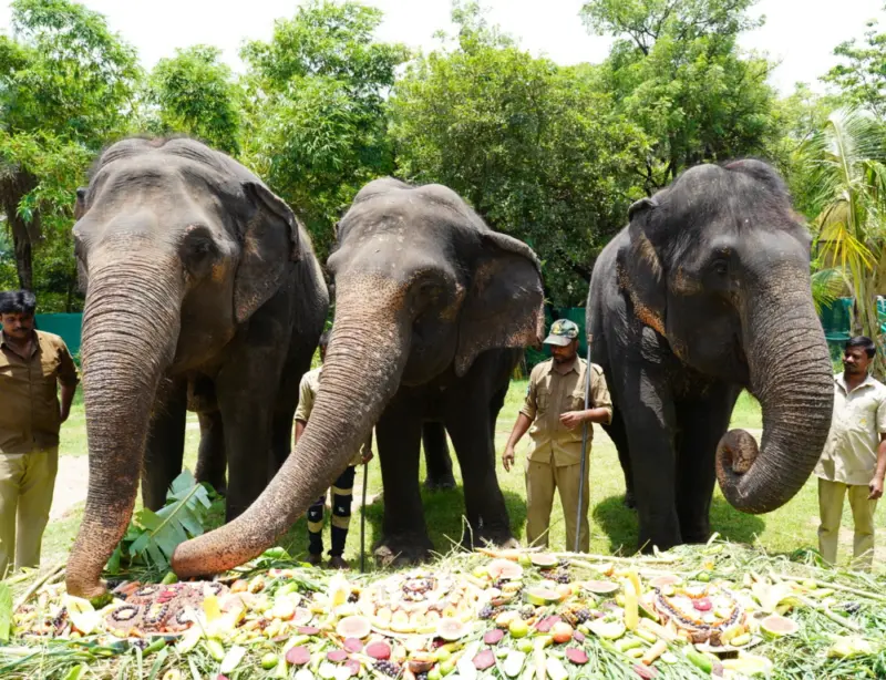 World Elephant Day: Hyderabad's Nehru Zoo serves jumbos green salad, jaggery