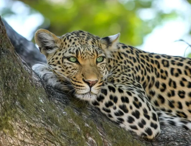 Leopard sightings spark fear in Jukkal after livestock attack