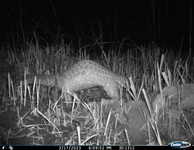 How indigenous knowledge helped experts detect Pangolins in Arunachal