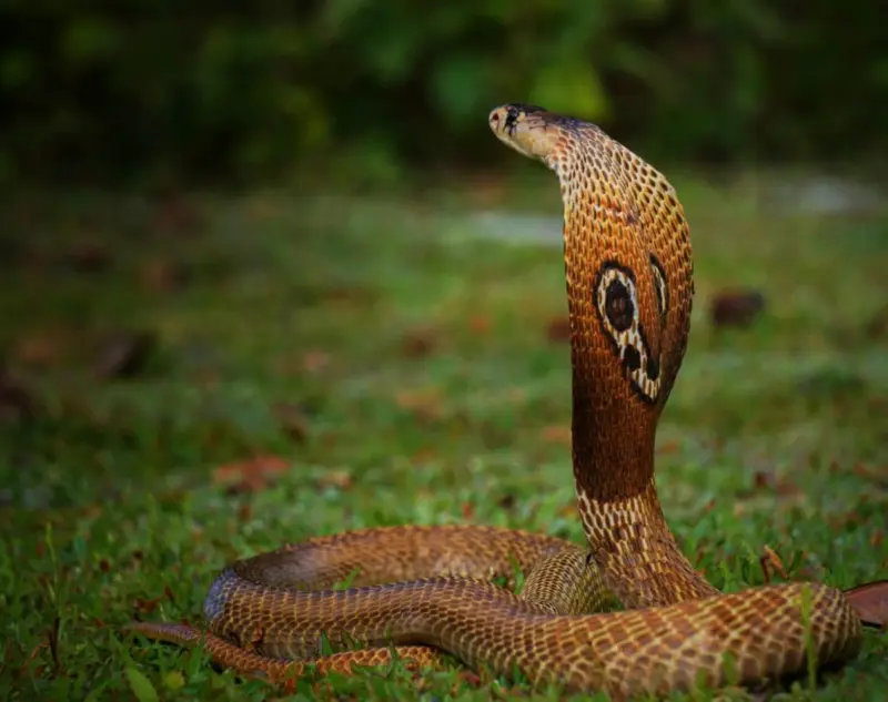 ಅಮೆರಿಕ: ಮನೆಯೊಂದರ ಕೆಳಗೆ ಇದ್ದ 90ಕ್ಕೂ ಹೆಚ್ಚು ವಿಷಸರ್ಪಗಳ ರಕ್ಷಣೆ