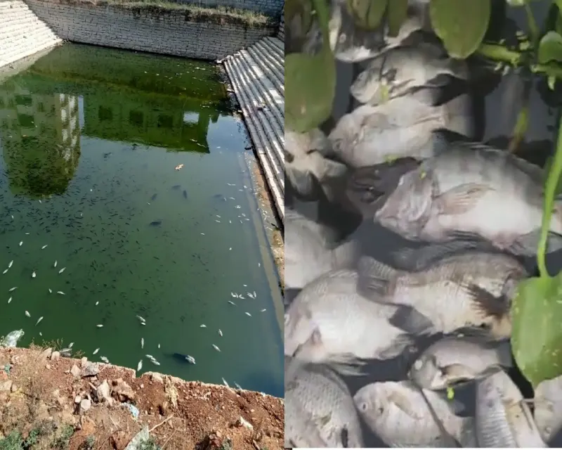 ಕೆರೆ, ಕಲ್ಯಾಣಿಯಲ್ಲಿ ಮೀನುಗಳ ಸಾವು, ಜನರಲ್ಲಿ ಆತಂಕ