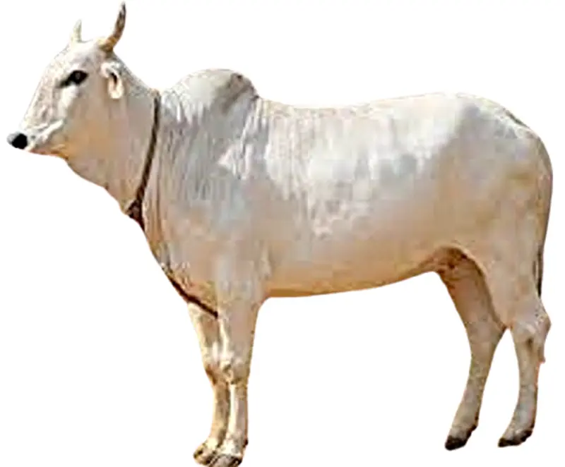 مسلمانوں کو حفظ ماتقدم کے تحت بڑے جانوروں کی قربانی سے گریز کا مشورہ