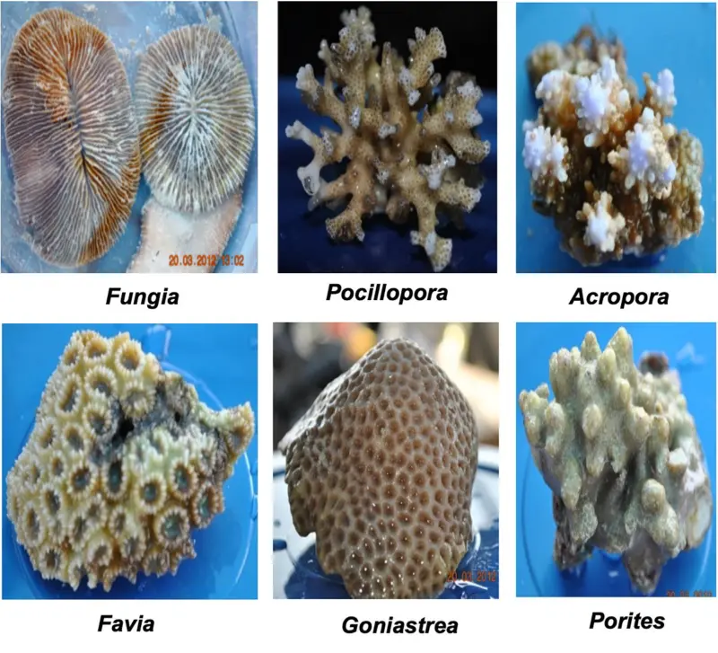 Hidden life in Andaman corals could shape India's Blue Economy