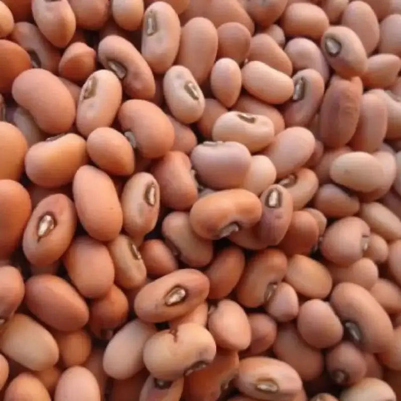 Pulivendula News: నాసిరక విత్తనాలు. పంట శూన్యం