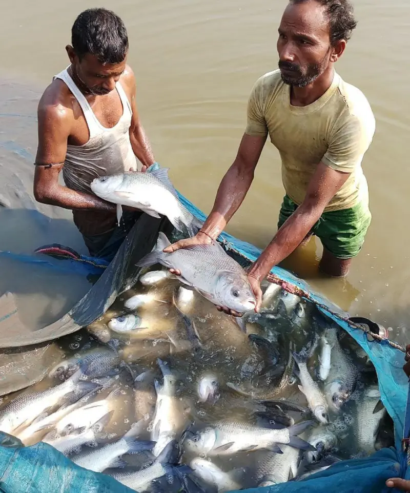 Assam Public Works Seeks PM's Intervention in Fisheries Corruption Case