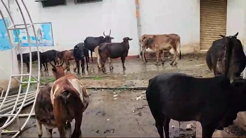 ಕಲಘಟಗಿ | ಬಿಡಾಡಿ ದನ, ನಾಯಿಗಳ ಹಾವಳಿ ಹೆಚ್ಚಳ
